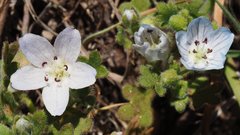Nemophila menziesii integrifolia
