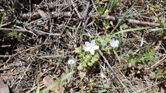Nemophila menziesii integrifolia