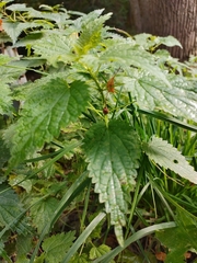 Urtica dioica