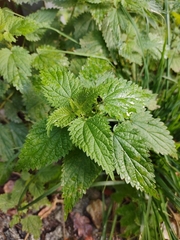 Urtica dioica
