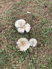 Lactarius indigo