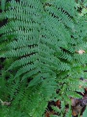 Athyrium filix-femina