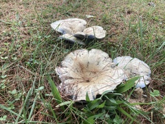 Lactarius indigo