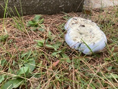 Lactarius indigo
