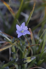 Gentiana prostrata
