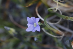 Gentiana prostrata