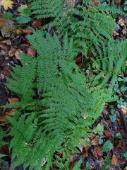 Athyrium filix-femina