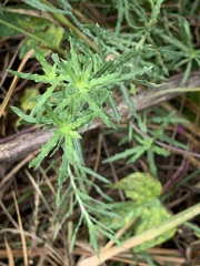 Mentha cervina