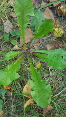 Taraxacum officinale