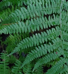 Athyrium filix-femina