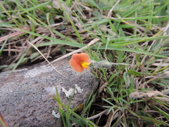 Macroptilium gibbosifolium