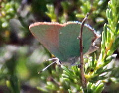 Callophrys dumetorum