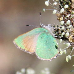 Callophrys dumetorum