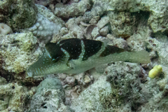 Canthigaster cyanospilota