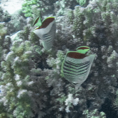 Chaetodon paucifasciatus