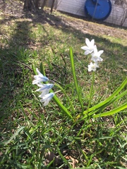 Puschkinia scilloides