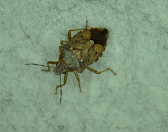 Podisus serieventris