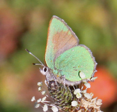 Callophrys dumetorum