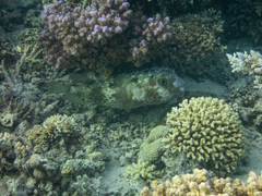 Cyclichthys spilostylus
