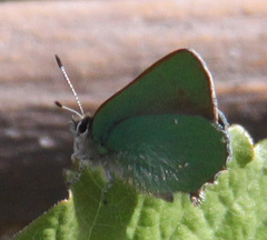Callophrys dumetorum