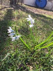 Puschkinia scilloides