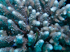 Dascyllus marginatus