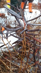 Andromeda polifolia glaucophylla