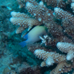 Dascyllus marginatus