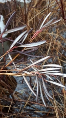 Andromeda polifolia glaucophylla