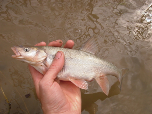 Roundtail Chub