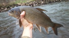 Carpiodes cyprinus