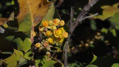 Berberis dictyota