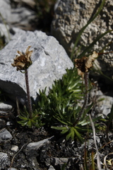 Chrysanthemum integrifolium