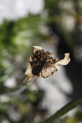 Chrysanthemum integrifolium