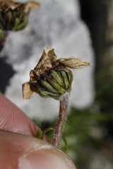 Chrysanthemum integrifolium