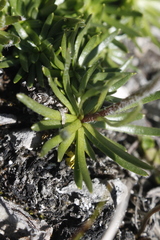 Chrysanthemum integrifolium