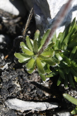 Chrysanthemum integrifolium