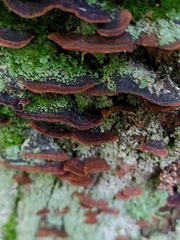 Trichaptum abietinum