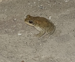 Duttaphrynus dhufarensis