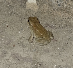 Duttaphrynus dhufarensis
