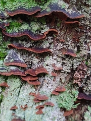 Trichaptum abietinum