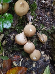 Apioperdon pyriforme