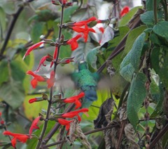 Colibri thalassinus
