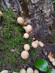 Apioperdon pyriforme