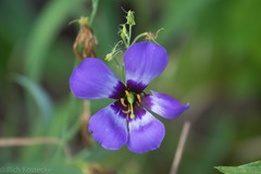 Eustoma russellianum
