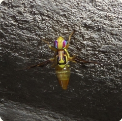 Anastrepha striata