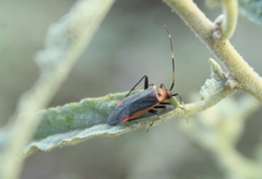 Adelphocoris rapidus