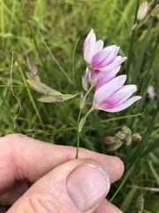 Ixia polystachya