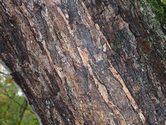 Parachnopeziza miniopsis