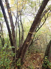 Parachnopeziza miniopsis